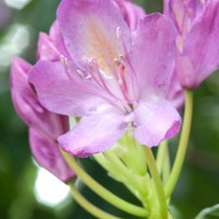 Rhododendron